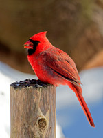 Cardinals, pirangas - Cardinals, Tanagers, Grosbeaks