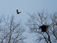 Pyguargue à tête blanche - Bald Eagle - Haliaeetus leucocephalus, Parc des rapides, Lasalle, Qc