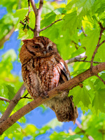 Petit-duc maculé - Eastern Screech-Owl - Megascops asio, Montréal, Qc