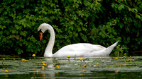Cygne tuberculé - Mute Swan - Cygnus olor, Cambridge, Great-Britain