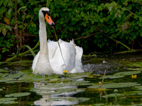 Cygne tuberculé - Mute Swan - Cygnus olor, Cambridge, Great-Britain