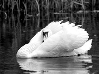 Cygne tuberculé - Mute Swan - Cygnus olor