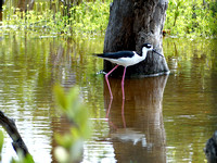 Échasse d'Amérique - Black-Necked Stilt - Himantopus mexicanus, Celestun, Yucatan