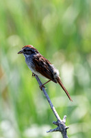 Bruant des marais - Swamp Sparrow - Melospiza georgiana, Parc nature de l'île Bizard, Montréal, Qc