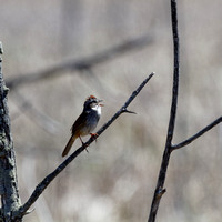 Bruant des marais - Swamp Sparrow - Melospiza georgiana, Parc nature de l'île Bizard, Montréal, Qc