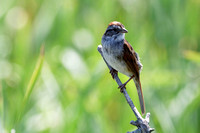 Bruant des marais - Swamp Sparrow - Melospiza georgiana