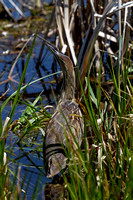 Butor d'Amérique - America Bittern - Botaurus lentiginosus, Parc nature de l'île Bizard, Montréal, Qc