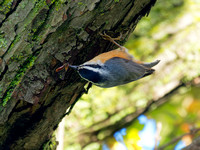 Sitelle à poitrine rousse - Red-breasted Nuthatch - Sitta canadensis