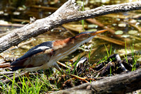 Petit blongios - Least Bittern - Ixobrychus exilis, Parc nature de l'île Bizard, Montréal, Qc