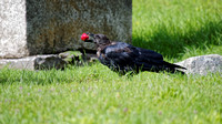 Corneille d'Amérique - American Crow - Corvus brachyrhynchos, Cimetière Mont-Royal, Montréal, Qc