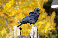 Corneille d'Amérique - American Crow - Corvus brachyrhynchos, Jardin botanique de Montréal, Qc