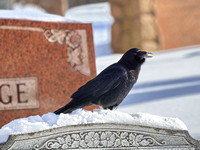 Corneille d'Amérique - American Crow - Corvus brachyrhynchos, Cimetière Mont-Royal, Montréal, Qc