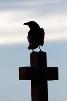 Corneille d'Amérique - American Crow - Corvus brachyrhynchos, Sainte-Luce, Qc