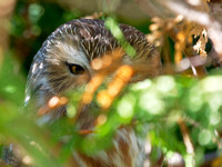 Petite nyctale - Northern Saw-whet Owl - Aegolius acadius, Cimetière Mont-Royal, Montréal, Qc