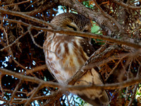 Petite nyctale - Northern Saw-whet Owl - Aegolius acadius, Jardin botanique de Montréal, Qc