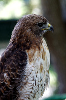 Buse (à queue rousse?) - (Red-tailed?) Hawk - Buteo (jamaicensis?), Écomuséum, Ste-Anne de Bellevue, Qc