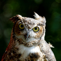 Grand duc d'Amérique - Great Horned Owl - Bubo virginianus, UQROP, St-Jude, Qc