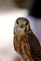 Crécelle d'Amérique - American Kestrel - Falco sparverius, Zoo de Granby, Granby, Qc