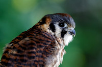 Crécelle d'Amérique - American Kestrel - Falco sparverius, UQROP, St-Jude, Qc