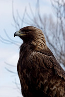 Aigle royal - Golden Eagle - Aquila chrysaetos, Écomuseum, Ste-Anne de Bellevue, Qc