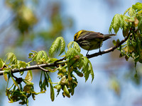 Paruline à gorge noire - Black-throated green warbler - Dendroica virens