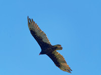 Urubu à tête rouge - Turkey Vulture - Cathartes aura, Cimetière Mont-Royal, Montréal, Qc