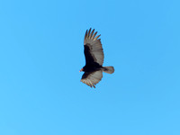 Urubu à tête rouge - Turkey Vulture - Cathartes aura, Yucatan, MX