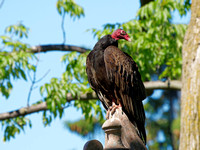 Urubu à tête rouge - Turkey Vulture - Cathartes aura, Cimetière Mont-Royal, Montréal, Qc