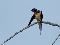 Hirondelle rustique - Barn Swallow - Hirundo rustica