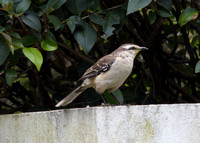 Moqueur plombé (?) - Chalk-browed Mockingbird (?) - Mimus saturninus, Jardin japonais, Buenos-Aires, Argentine