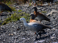 Ouette de Magellan - Upland Goose - Chloephaga picta, Parc national des glaciers, Patagonie, Argentine