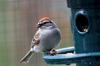 Bruant familier - Chipping Sparrow - Spizella passerina, Montréal, Qc