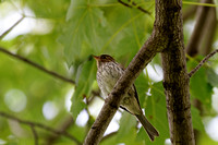 Bruant familier - Chipping Sparrow - Spizella passerina, Parc des rapides, Lasalle, Qc