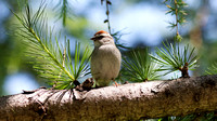 Bruant familier - Chipping Sparrow - Spizella passerina, Cimetière Mont-Royal, Montréal, Qc