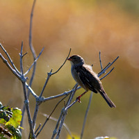 Bruant familier - Chipping Sparrow - Spizella passerina, Île Saint-Bernard, Chateauguay, Qc