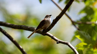 Bruant familier - Chipping Sparrow - Spizella passerina, Cimetière Mont-Royal, Montréal, Qc