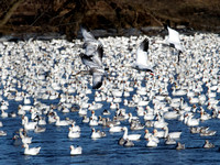 Oie des neiges - Snow Goose - Chen caerulescens, Sainte-Martine, Qc