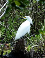 Aigrette neigeuse - Snowy Egret - Egretta thula, Celestun, Yucatan
