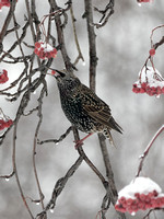Étourneau sansonnet - European Starling - Sturnus vulgaris, Cimetière Mont-Royal, Montréal, Qc