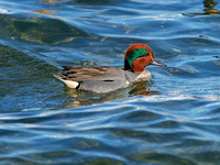 Sarcelle d'hiver - Green-winged Teal - Anas crecca