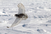 Harfang des neiges - Snowy Owl - Bubo scandiacus, Mirabel, Qc