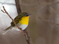 Ictérie polyglotte - Yellow-breasted Chat - Icteria virens