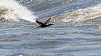 Cormoran à aigrettes - Double-crested Cormorant - Phalacrocorax auritus,  Parc des rapides,  Lasalle, Qc