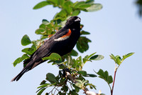 Carouge à épaulettes - Red-winged Blackbird - Agelaius Phoeniceus, Jardin botanique de Montréal, Qc