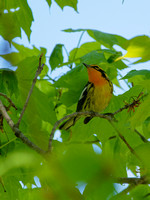 Paruline à gorge orangée - Blackburnian Warbler - Dendroica fusca