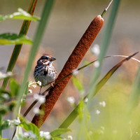Bruant chanteur - Song Sparrow - Melospiza melodia, Île St-Bernard, Chateauguay, Qc