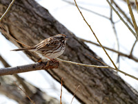 Bruant chanteur - Song Sparrow - Melospiza melodia, Île St-Bernard, Chateauguay, Qc