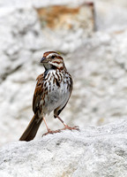 Bruant chanteur - Song Sparrow - Melospiza melodia, Parc des rapides, Lasalle, Qc