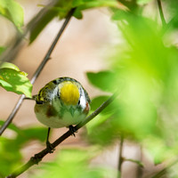 Paruline à flancs marrons - Chestnut-sided Warbler - Dendroica pensylvanica