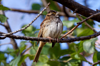 Bruant à gorge blanche - White-throated Sparrow - Zonotrichia albicolis, Cimetière Mt-Royal, Montréal, Qc